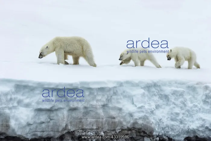 : Female polar bear (Ursus maritimus) followed by : Female polar bear (Ursus maritimus) followed by