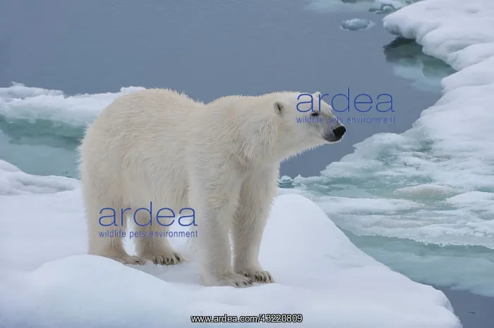 : Female Polar bear (Ursus maritimus) on the pack : Female Polar bear (Ursus maritimus) on the pack