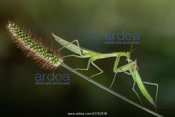  : Female Praying mantis (Mantis religiosa) eating
