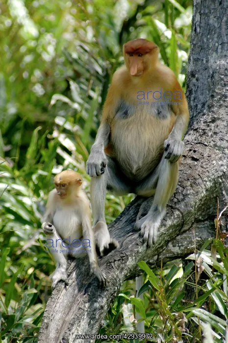 : Female Proboscis monkey with an infant came with : Female Proboscis monkey with an infant came with