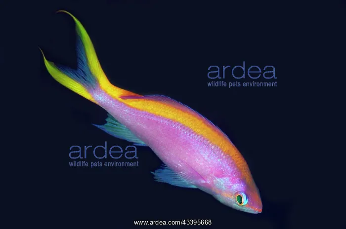 : Female Purple Anthias : Female Purple Anthias