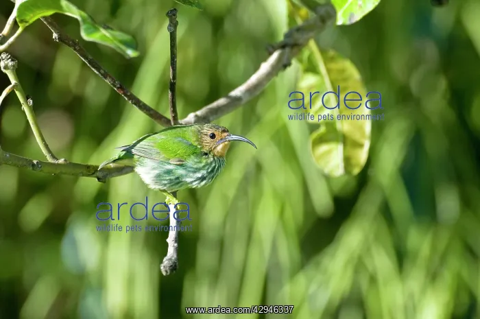 : Female purple honeycreeper - on branch : Female purple honeycreeper - on branch