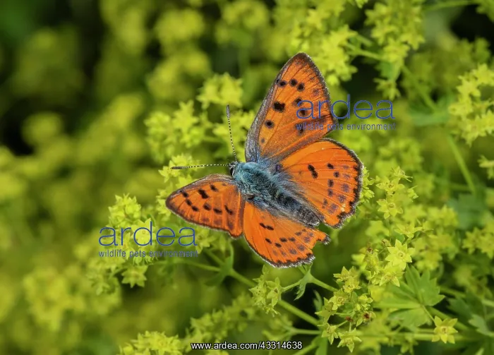 : Female Purple-shot Copper, Lycaena alciphron, on : Female Purple-shot Copper, Lycaena alciphron, on