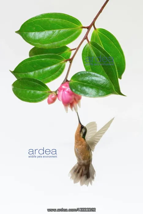  : A female Purple-throated Mountain-gem Hummingbird