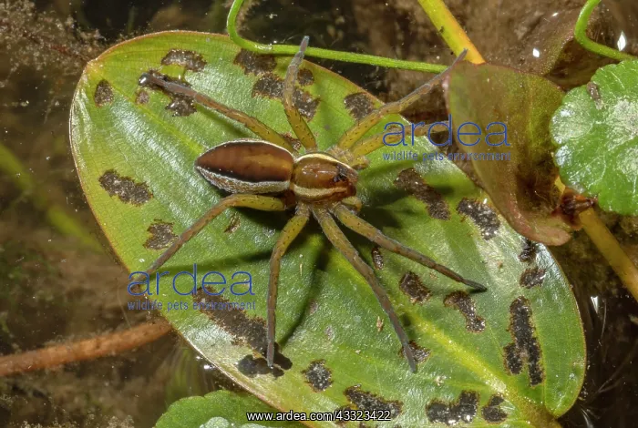 : Female Raft spider, Dolomedes fimbriatus; a semi-aquatic : Female Raft spider, Dolomedes fimbriatus; a semi-aquatic
