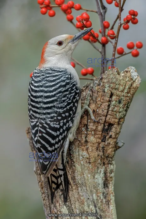 : Female Red-bellied woodpecker and red berries, Kentucky : Female Red-bellied woodpecker and red berries, Kentucky