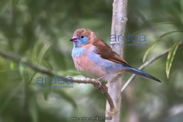  : Female Red-cheeked cordon-bleu