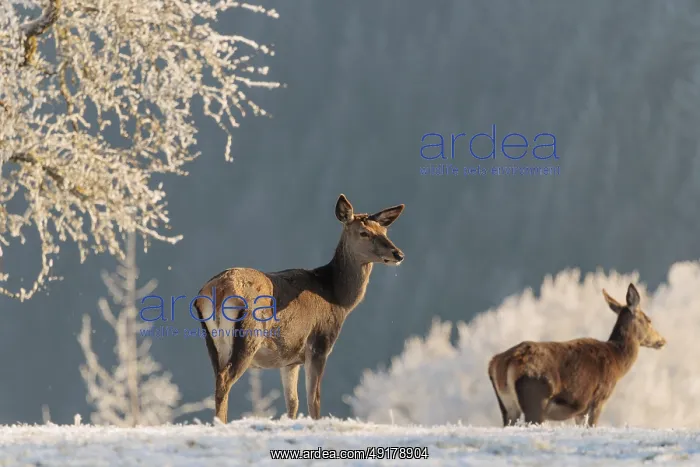 : Two female red deer (Cervus elaphus) stand in the first light of day on a meadow covered in hoar frost : Two female red deer (Cervus elaphus) stand in the first light of day on a meadow covered in hoar frost
