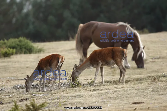 : Female Red deers grazing near a horse Spain : Female Red deers grazing near a horse Spain
