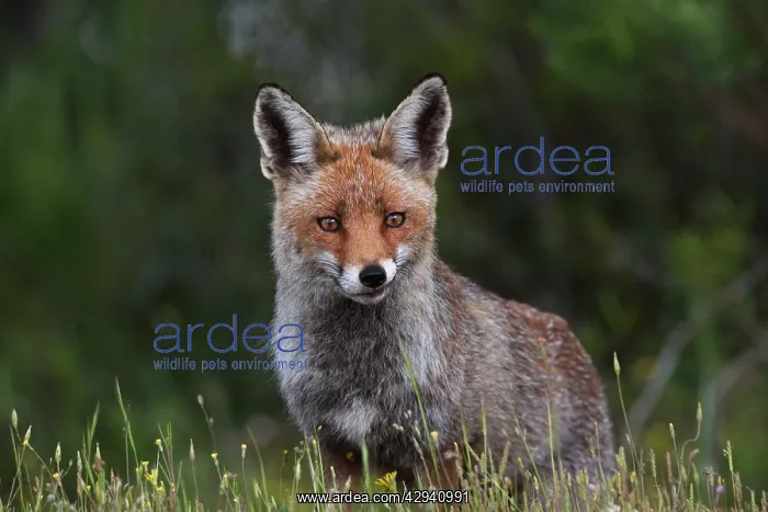 : Female Red Fox : Female Red Fox