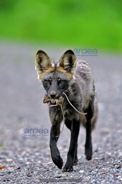 : Female Red Fox returning from hunt with mouth full of mice : Female Red Fox returning from hunt with mouth full of mice