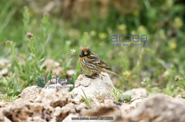 : Female Red-fronted Serin : Female Red-fronted Serin