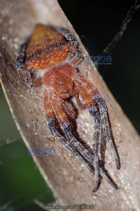 : Female Red Tent Spider : Female Red Tent Spider