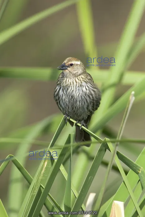 : Female Red-Winged Blackbird : Female Red-Winged Blackbird