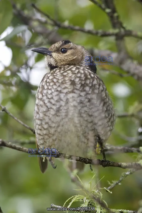 : Female Regent Bowerbird : Female Regent Bowerbird