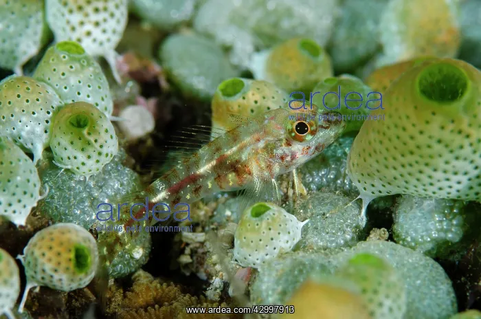 : Female Rhinocerous Triplefin - with Colonial Tunicates : Female Rhinocerous Triplefin - with Colonial Tunicates