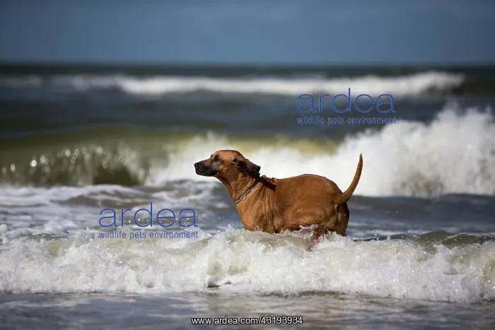 : Female Rhodesian Ridgeback dog in the North Sea : Female Rhodesian Ridgeback dog in the North Sea