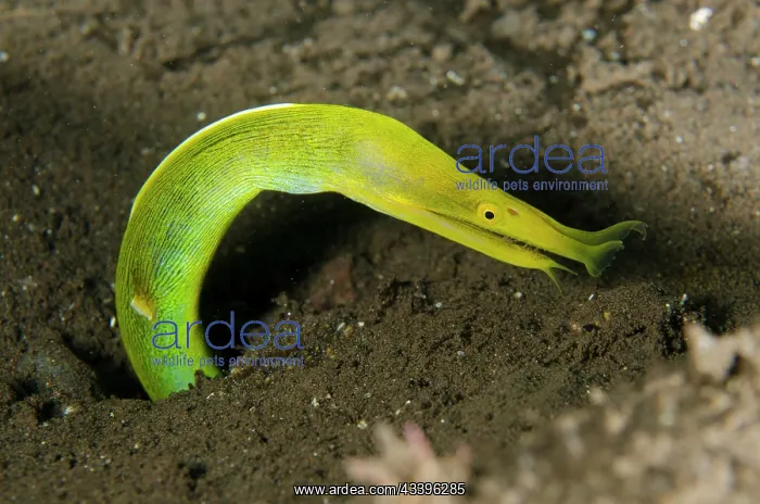 : Female Ribbon Eel : Female Ribbon Eel