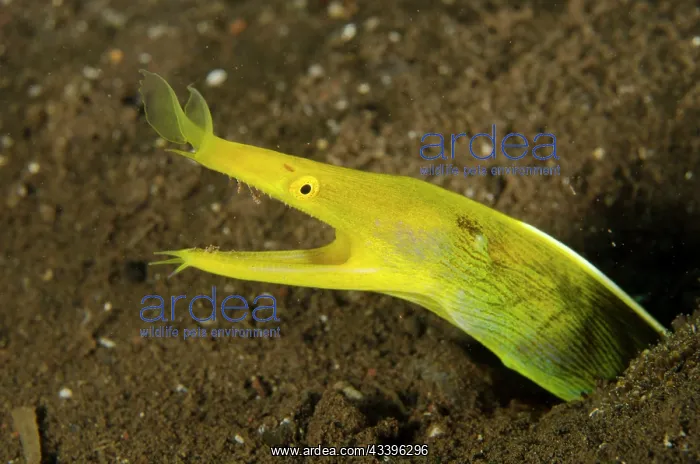 : Female Ribbon Eel : Female Ribbon Eel