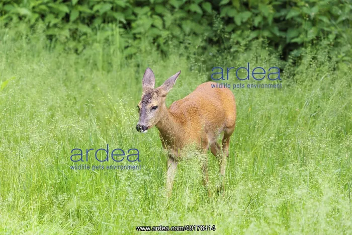 : A female roe deer (Capreolus capreolus) crosses a green meadow : A female roe deer (Capreolus capreolus) crosses a green meadow