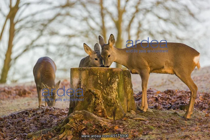 : A female roe deer (Capreolus capreolus) and her fawn nibbling moss from a tree stump at sunrise : A female roe deer (Capreolus capreolus) and her fawn nibbling moss from a tree stump at sunrise