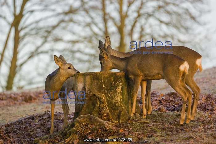: A female roe deer (Capreolus capreolus) and her two fawns nibbling moss from a tree stump at sunrise : A female roe deer (Capreolus capreolus) and her two fawns nibbling moss from a tree stump at sunrise