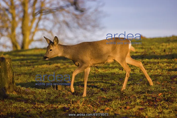 : A female roe deer (Capreolus capreolus) runs across a meadow at sunrise : A female roe deer (Capreolus capreolus) runs across a meadow at sunrise
