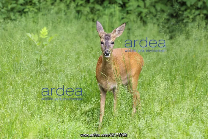: A female roe deer (Capreolus capreolus) stands in a green meadow : A female roe deer (Capreolus capreolus) stands in a green meadow