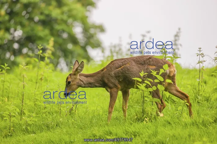 : A female roe deer (Capreolus capreolus) stands in a meadow and grazes : A female roe deer (Capreolus capreolus) stands in a meadow and grazes