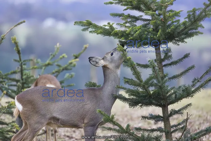 : A female roe deer (Capreolus capreolus) stands in a meadow and nibbles on the needles of a fir tree : A female roe deer (Capreolus capreolus) stands in a meadow and nibbles on the needles of a fir tree