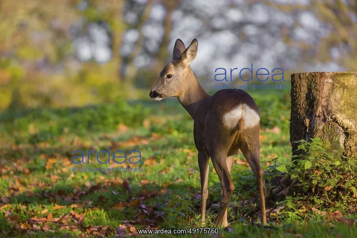 : A female roe deer (Capreolus capreolus) stands next to a tree stump in a meadow at sunrise : A female roe deer (Capreolus capreolus) stands next to a tree stump in a meadow at sunrise
