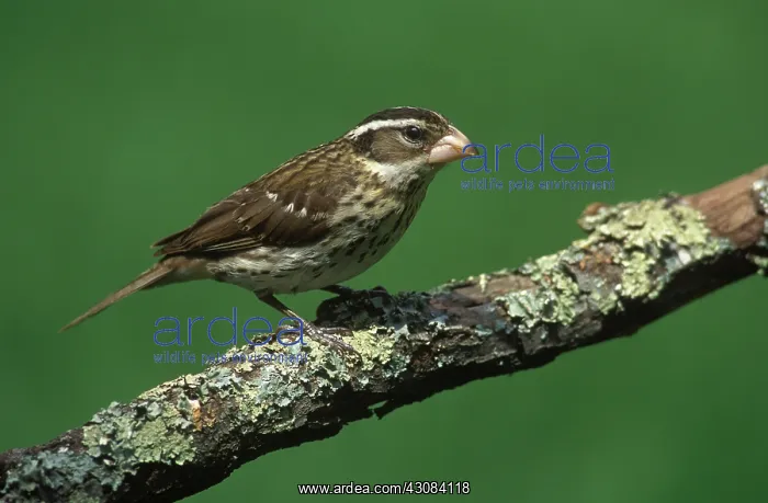 : Female Rose-Breasted Grosbeak : Female Rose-Breasted Grosbeak