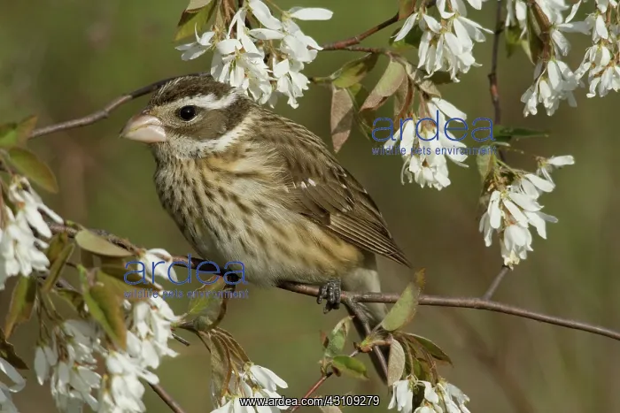 : Female Rose-Breasted Grosbeak : Female Rose-Breasted Grosbeak