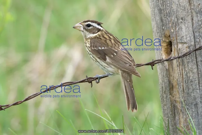 : Female Rose-Breasted Grosbeak : Female Rose-Breasted Grosbeak