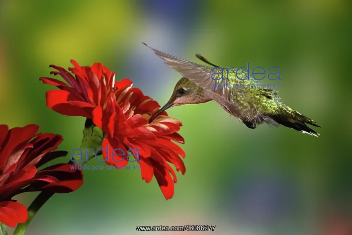 : Female Ruby-throated Hummingbird : Female Ruby-throated Hummingbird