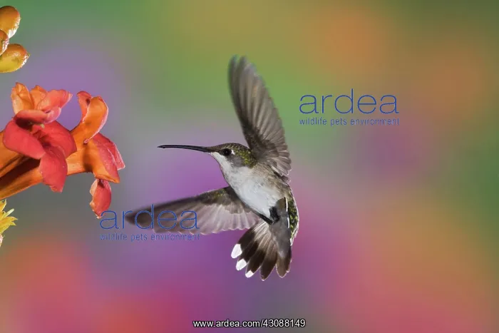 : Female Ruby Throated Hummingbird : Female Ruby Throated Hummingbird