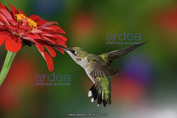 : Female Ruby-throated Hummingbird feeding : Female Ruby-throated Hummingbird feeding