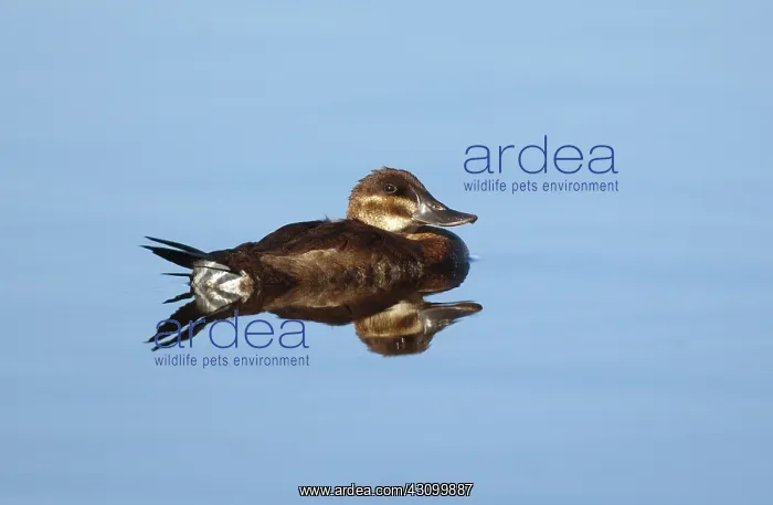 : Female Ruddy Duck (Oxyurus jamaicensis) : Female Ruddy Duck (Oxyurus jamaicensis)