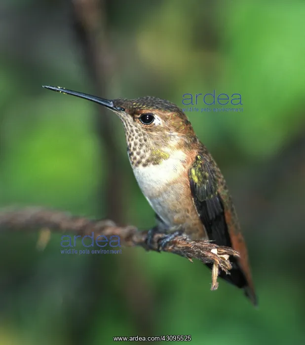 : Female Rufous Hummingbird : Female Rufous Hummingbird