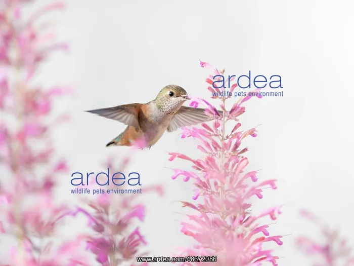 : Female rufous hummingbird in flight, east mountain backyard : Female rufous hummingbird in flight, east mountain backyard