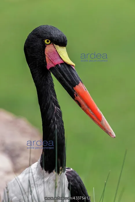: Female Saddle-billed stork : Female Saddle-billed stork