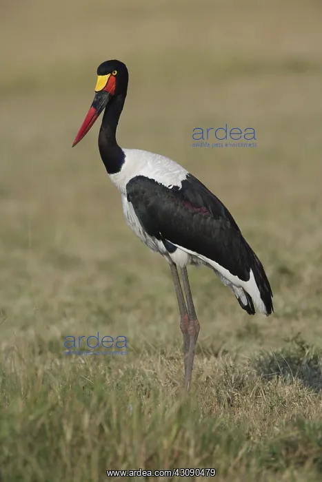 : Female Saddlebill Stork : Female Saddlebill Stork