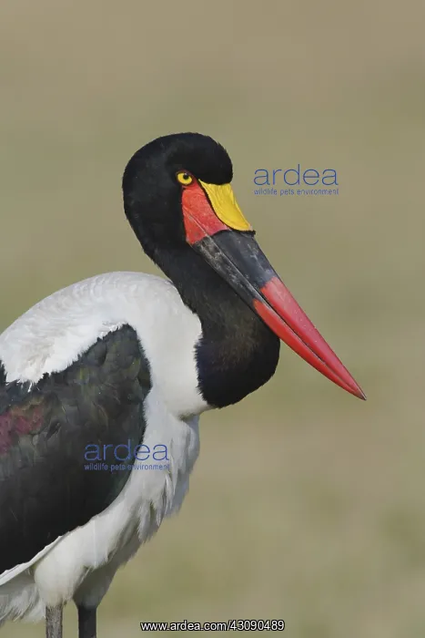 : Female Saddlebill Stork : Female Saddlebill Stork