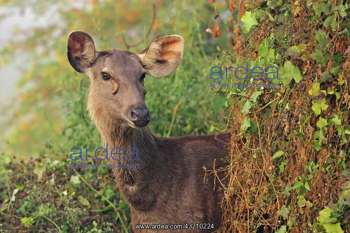: Female Sambar Deer, Keoladeo National Park : Female Sambar Deer, Keoladeo National Park