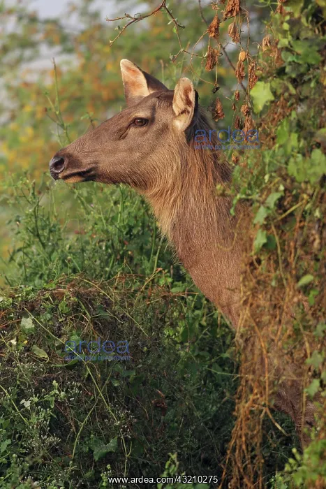 : Female Sambar Deer, Keoladeo National Park : Female Sambar Deer, Keoladeo National Park