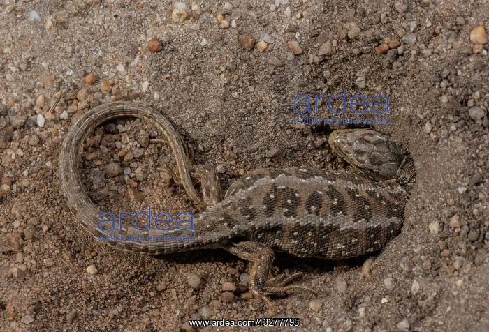 : Female Sand Lizard, Lacerta agilis, in egg-laying : Female Sand Lizard, Lacerta agilis, in egg-laying