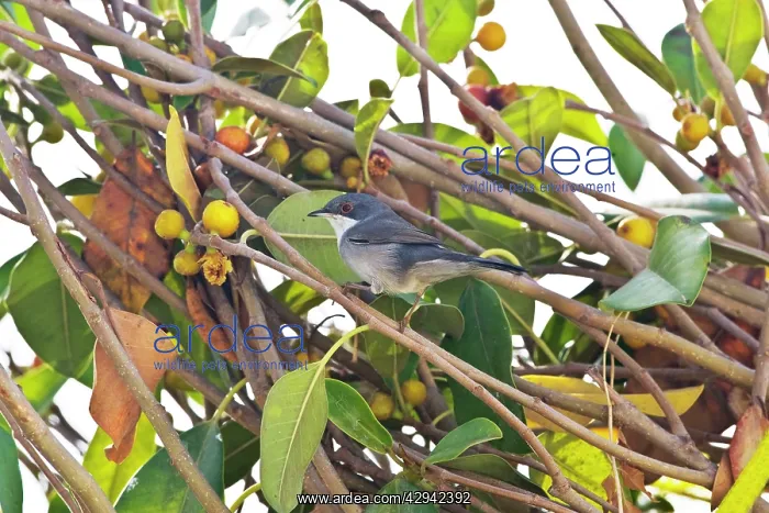 : Female Sardinian Warbler : Female Sardinian Warbler