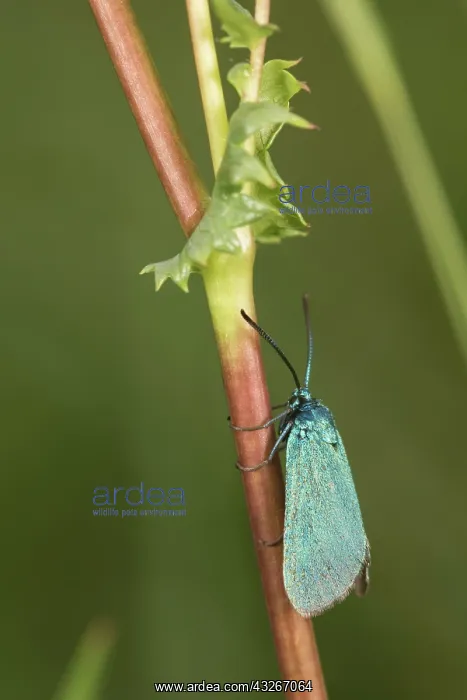 : Female of Scarce forester (Jordanita globulariae) : Female of Scarce forester (Jordanita globulariae)