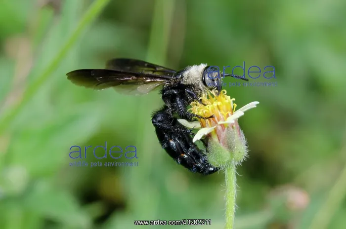 : Female Scoliid Wasp feeding on flower - Saba, Bali : Female Scoliid Wasp feeding on flower - Saba, Bali