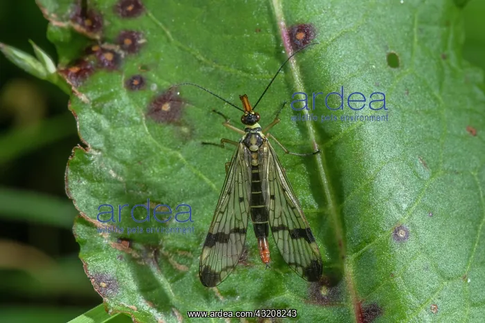 : Female Scorpionfly, Panorpa germanica resting on leaf : Female Scorpionfly, Panorpa germanica resting on leaf